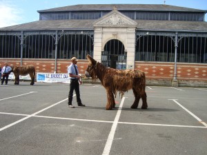 Etalon baudet en concours