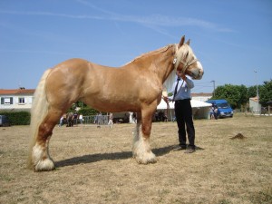 jument non suitée en concours