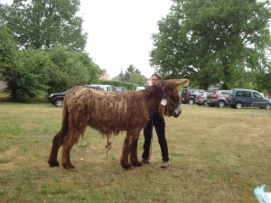 Anesse baudet du Poitou en concours